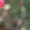 Chaenomeles speciosa 'Pink Beauty', flowers