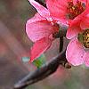Chaenomeles speciosa 'Pink Beauty', flowers