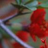 Chaenomeles speciosa 'Simonii', flowers