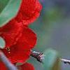 Chaenomeles speciosa 'Simonii', flowers