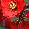 Chaenomeles speciosa 'Simonii', flowers