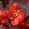 Chaenomeles x superba 'Hollandia', flowers