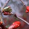 Chaenomeles x superba 'Hollandia', flowers