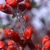 Chaenomeles x superba 'Hollandia', flowers