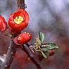 Chaenomeles x superba 'Hollandia', flowers