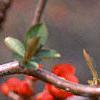 Chaenomeles x superba 'Hollandia', flowers