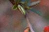 Chaenomeles x superba 'Hollandia', flowers