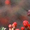 Chaenomeles x superba 'Hollandia', flowers