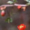 Chaenomeles x superba 'Hollandia', flowers