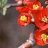 Chaenomeles x superba 'Hollandia', flowers