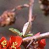 Chaenomeles x superba 'Hollandia', flowers