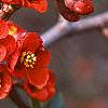 Chaenomeles x superba 'Hollandia', flowers