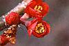 Chaenomeles x superba 'Hollandia', flowers