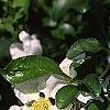 Chaenomeles x superba 'Jet Trail', flowers