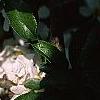 Chaenomeles x superba 'Jet Trail', flowers