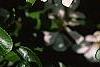 Chaenomeles x superba 'Jet Trail', flowers