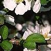 Chaenomeles x superba 'Jet Trail', flowers