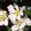 Chaenomeles x superba 'Jet Trail', flowers