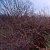Chaenomeles x superba 'Pink Lady', habit
