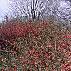 Chaenomeles x superba 'Pink Lady', habit
