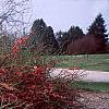 Chaenomeles x superba 'Pink Lady', habit