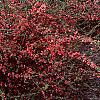 Chaenomeles x superba 'Pink Lady', habit