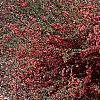 Chaenomeles x superba 'Pink Lady', habit