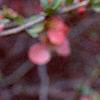 Chaenomeles x superba 'Pink Lady', flowers