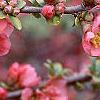 Chaenomeles x superba 'Pink Lady', flowers