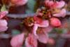 Chaenomeles x superba 'Pink Lady', flowers