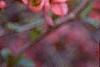 Chaenomeles x superba 'Pink Lady', flowers