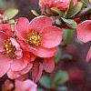 Chaenomeles x superba 'Pink Lady', flowers