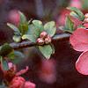 Chaenomeles x superba 'Pink Lady', flowers