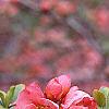 Chaenomeles x superba 'Pink Lady', flowers