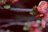 Chaenomeles x superba 'Pink Lady', flowers