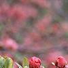 Chaenomeles x superba 'Pink Lady', flowers