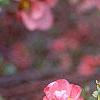 Chaenomeles x superba 'Pink Lady', flowers
