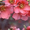 Chaenomeles x superba 'Pink Lady', flowers