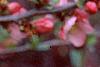 Chaenomeles x superba 'Pink Lady', flowers