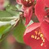 Chaenomeles x superba 'Rowellane', flowers
