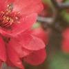 Chaenomeles x superba 'Rowellane', flowers