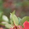 Chaenomeles x superba 'Rowellane', flowers