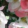 Chaenomeles speciosa 'Toyo-Nishiki', flowers