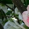 Chaenomeles speciosa 'Toyo-Nishiki', flowers