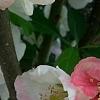 Chaenomeles speciosa 'Toyo-Nishiki', flowers