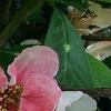 Chaenomeles speciosa 'Toyo-Nishiki', flowers