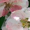 Chaenomeles speciosa 'Toyo-Nishiki', flowers