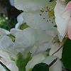 Chaenomeles speciosa 'Toyo-Nishiki', flowers