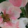 Chaenomeles speciosa 'Toyo-Nishiki', flowers