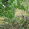 Cotoneaster divaricatus, habit